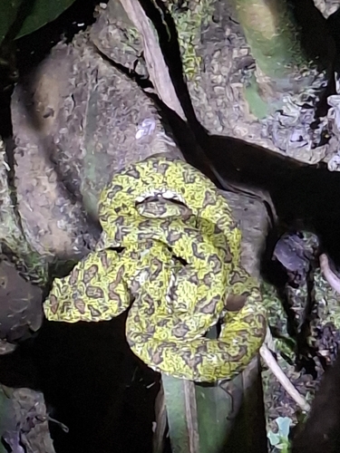 Central American Eyelash-Viper