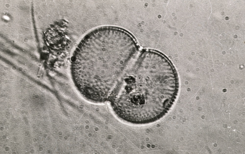 Cosmarium connatum — photo 1