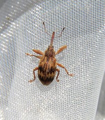 Anthonomus rectirostris