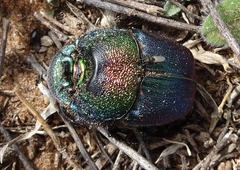 Phanaeus difformis