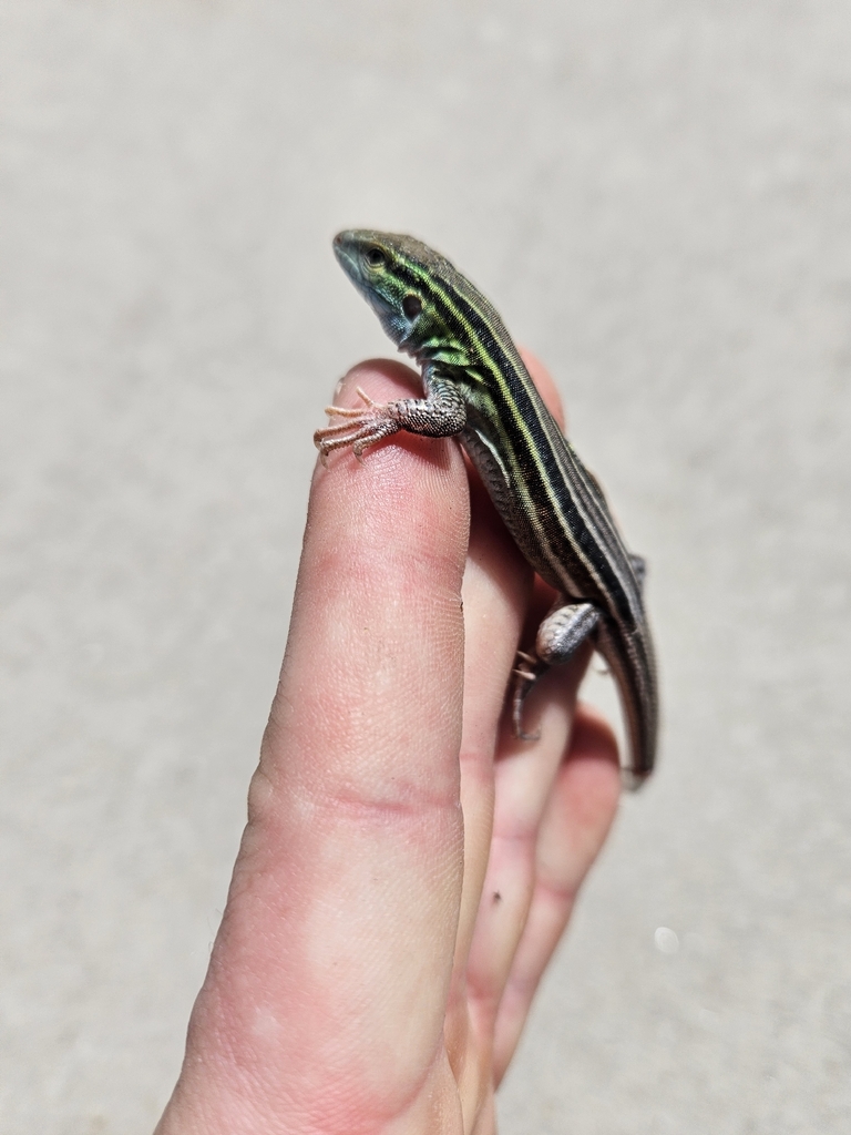 Prairie Racer Runner Lizard Prairie Racerunner from Castle Rock, CO, USA on May 17, 2026 by Ian ...