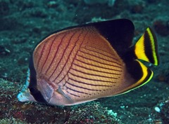 Indian Vagabond Butterflyfish photo 3