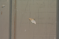 Crocidophora serratissimalis