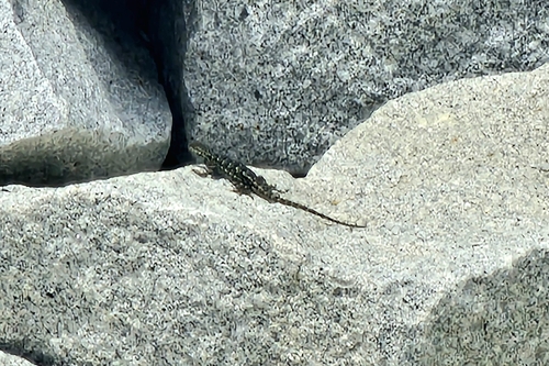 iNaturalist observation photo of Sierra Fence Lizard