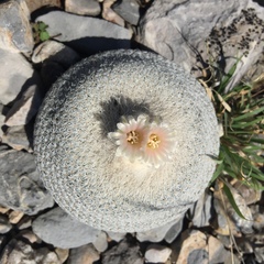 Epithelantha ilariae