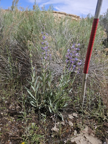 Broadbeard Beardtongue