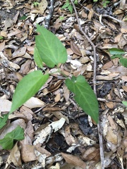 Endodeca serpentaria