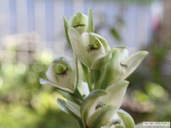 Chloraea membranacea