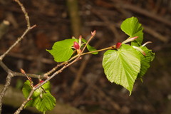 Tilia × europaea