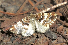 Enchoria lacteata