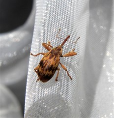 Anthonomus rectirostris