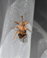 Anthonomus rectirostris