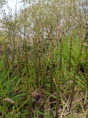Equisetum arvense