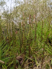 Equisetum arvense