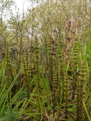 Equisetum arvense