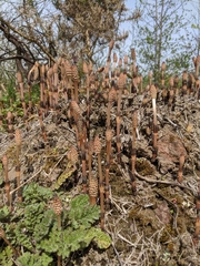 Equisetum arvense