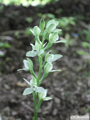 Chloraea membranacea
