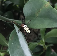Leucauge celebesiana