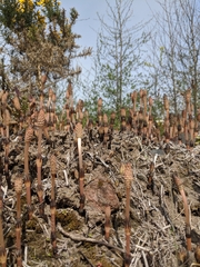 Equisetum arvense