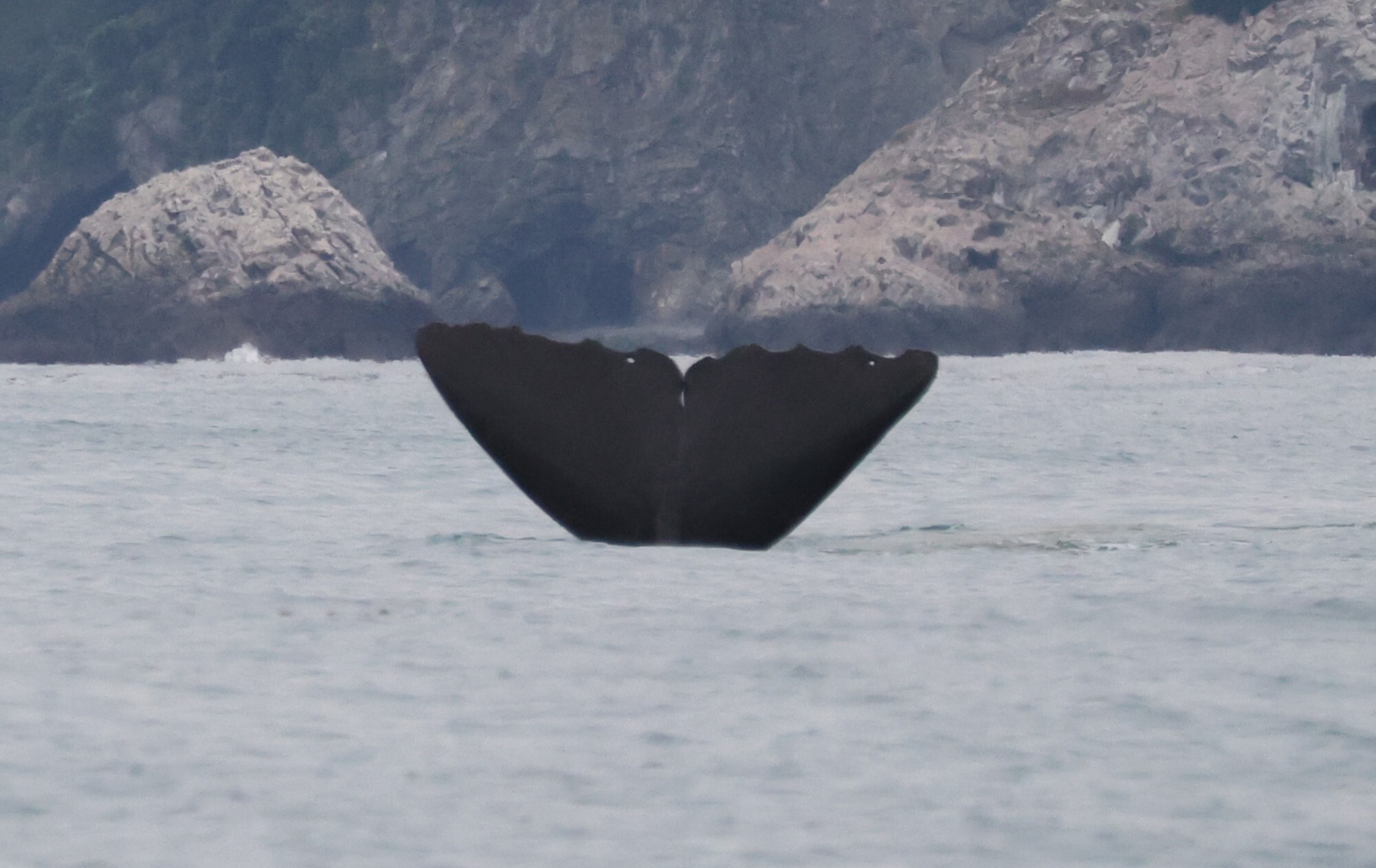 Physeter macrocephalus