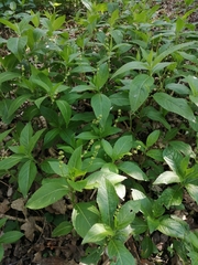 Mercurialis perennis