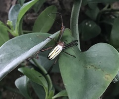 Leucauge celebesiana