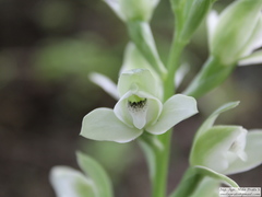 Chloraea membranacea
