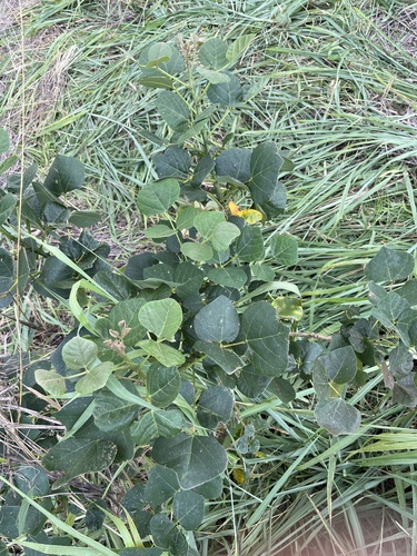 Erythrina sandwicensis observed 2026-05-18