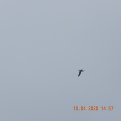 Larus fuscus barabensis