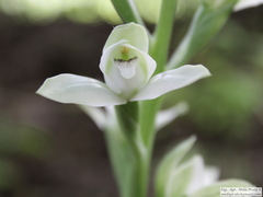Chloraea membranacea