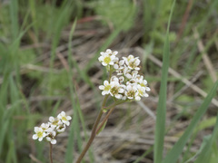 Micranthes integrifolia