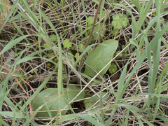 Micranthes integrifolia