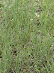 Micranthes integrifolia