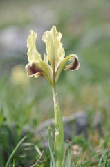 Iris pseudopumila