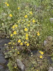 Erythranthe glaucescens