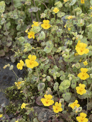 Erythranthe glaucescens