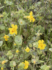 Erythranthe glaucescens