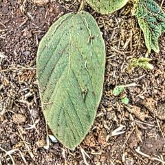 Eriosema distinctum