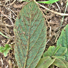 Eriosema distinctum