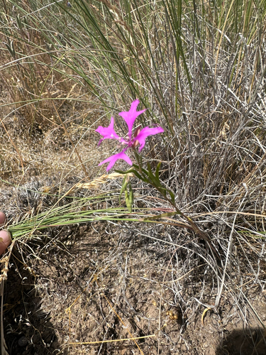 Large-flower Clarkia
