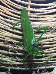 Nicklephyllum acanthonotum