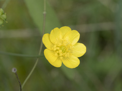 Ranunculus canus
