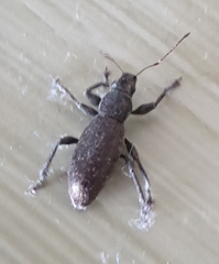 Brachyderes incanus