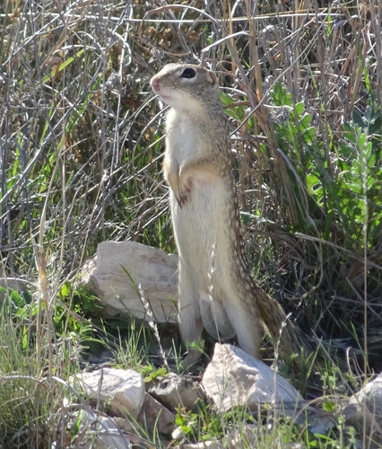 Rio Grande Ground Squirrel