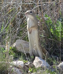 Ictidomys parvidens