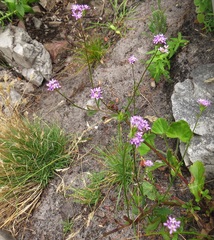 Pseudoselago verbenacea