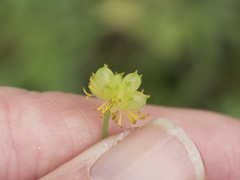 Ranunculus canus