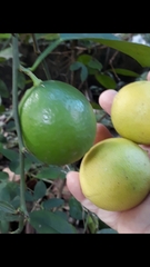 Citrus × latifolia