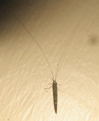 Leptocerus americanus