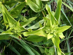 Gentiana alba